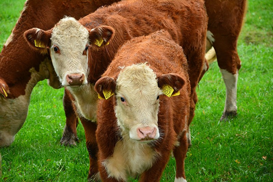 Caractéristiques des bovins Hereford