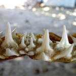 ¿Son los huesos de los dientes de los tiburones?