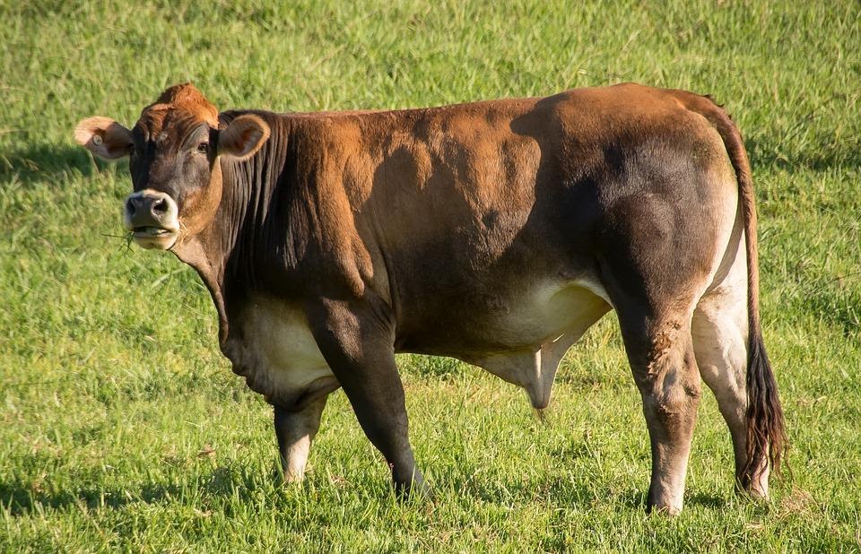 Do Cows Have Tails