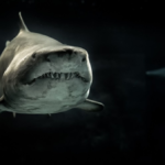 Quantos dentes os tubarões têm na vida