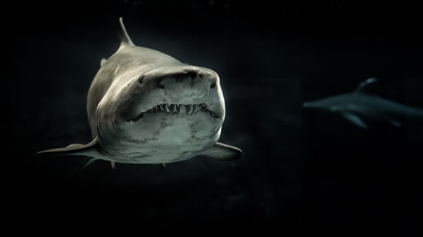 शार्क के जीवन भर में कितने दांत होते हैं