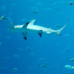Bonnethead Shark vs Hammerhead