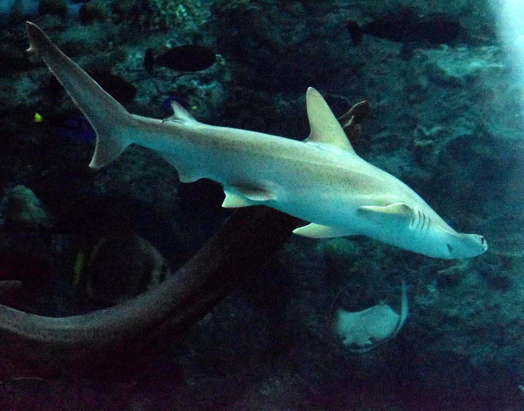 Bonnethead Shark Tooth