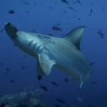 Denti di squalo martello