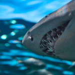 Os dentes dos tubarões são ocos
