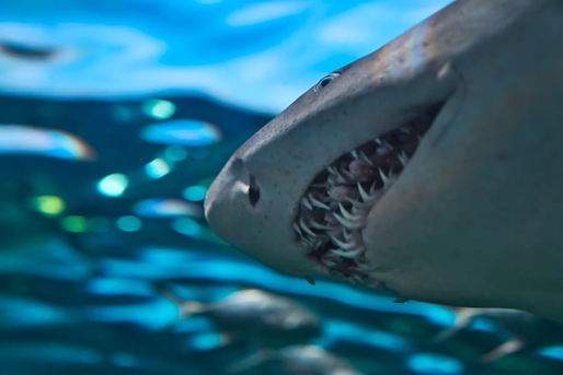 Are Sharks Teeth Hollow