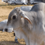Pourquoi les bovins Brahman ont-ils une bosse