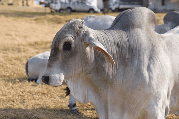 Por que o gado Brahman tem uma corcunda