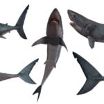 Les requins aiment-ils être des animaux de compagnie