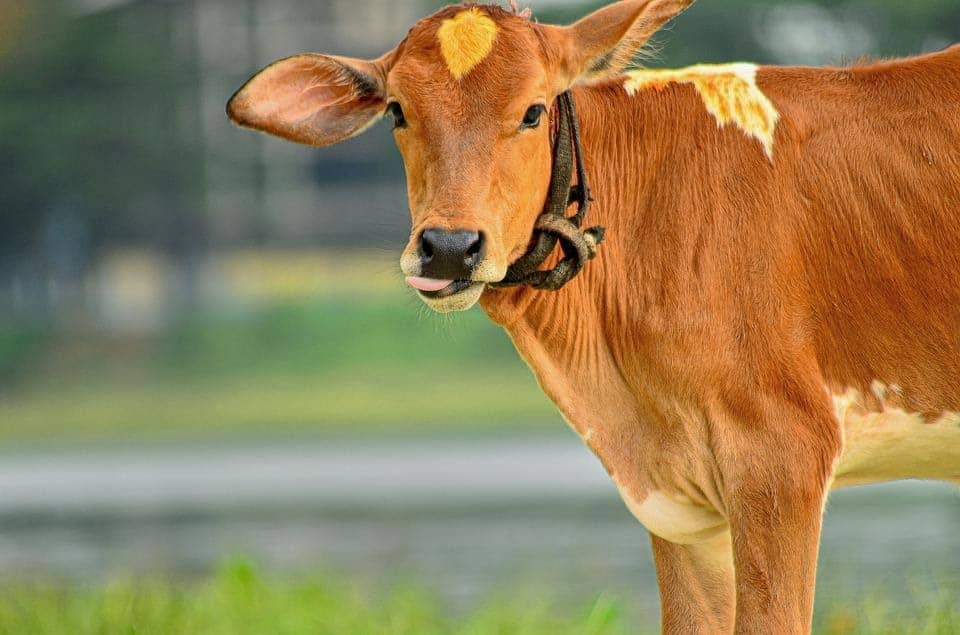 Кравите имат ли разцепени копита