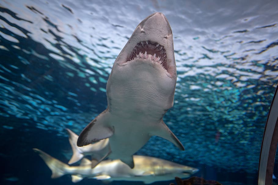 Bull Shark vs Tiger Shark