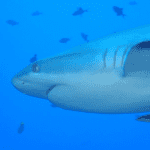 क्या शार्क में गलफड़े होते हैं