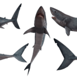 ¿Los tiburones tienen vértebras?