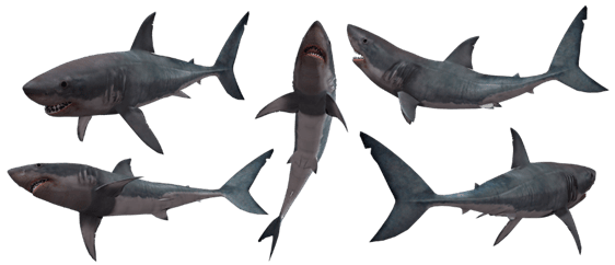 क्या शार्क में कशेरुक होते हैं