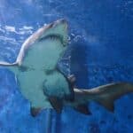 ¿Los tiburones tienen vejigas natatorias?