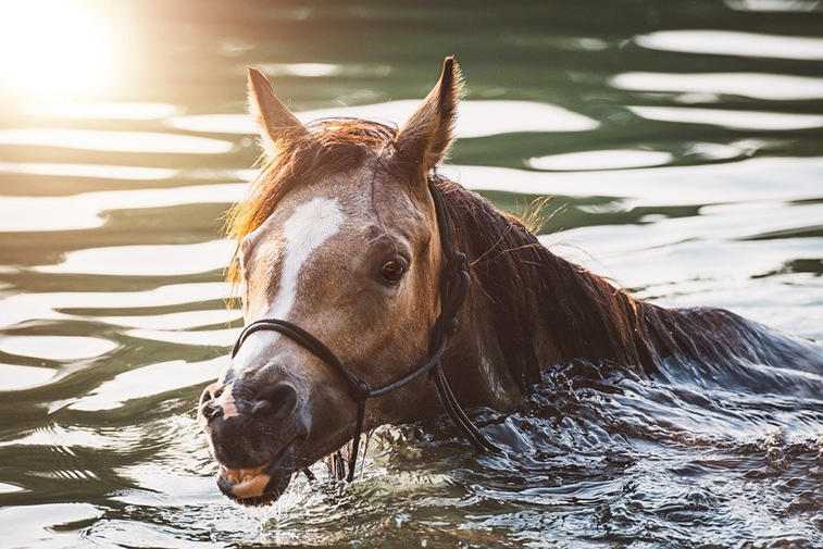 Cavalos podem nadar
