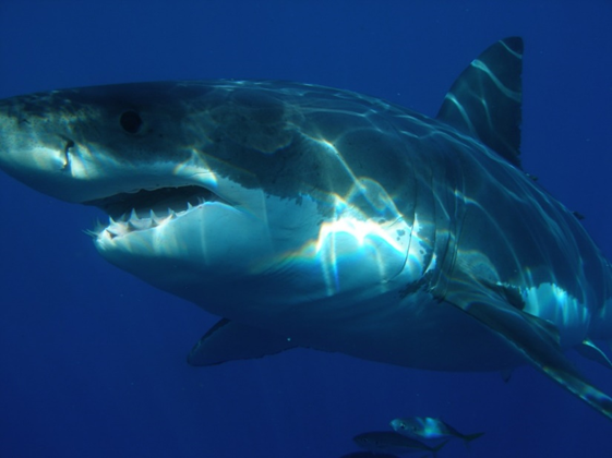 Os tubarões têm cartilagem