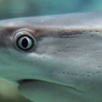 Czy rekiny mają dobry wzrok?