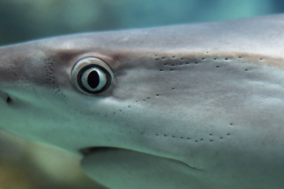 ¿Los tiburones tienen buena vista?