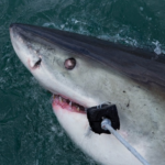 क्या शार्क काटती हैं