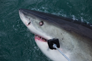 Os tubarões mordem