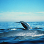 Rorcual común contra ballena azul