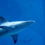 Os tubarões podem viver em água doce