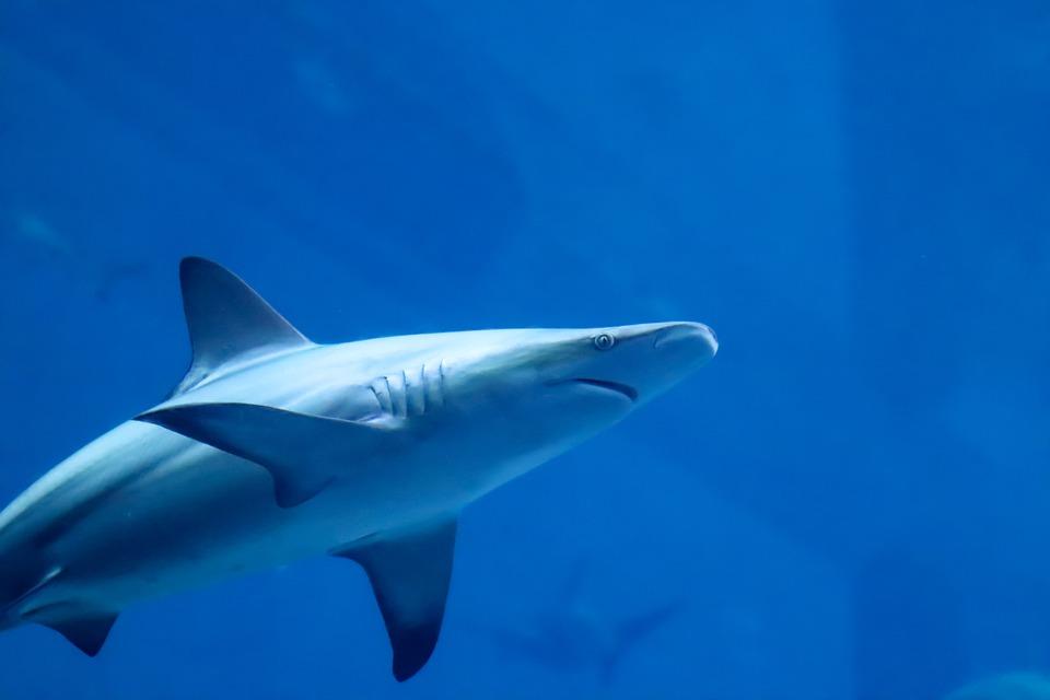 Kunnen haaien in zoet water leven?