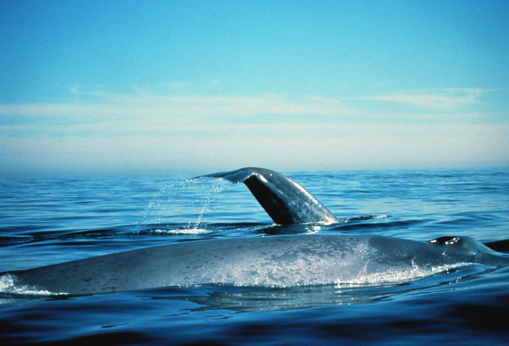 Whale Vs Blue Whale