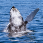 Гърбав кит срещу син кит