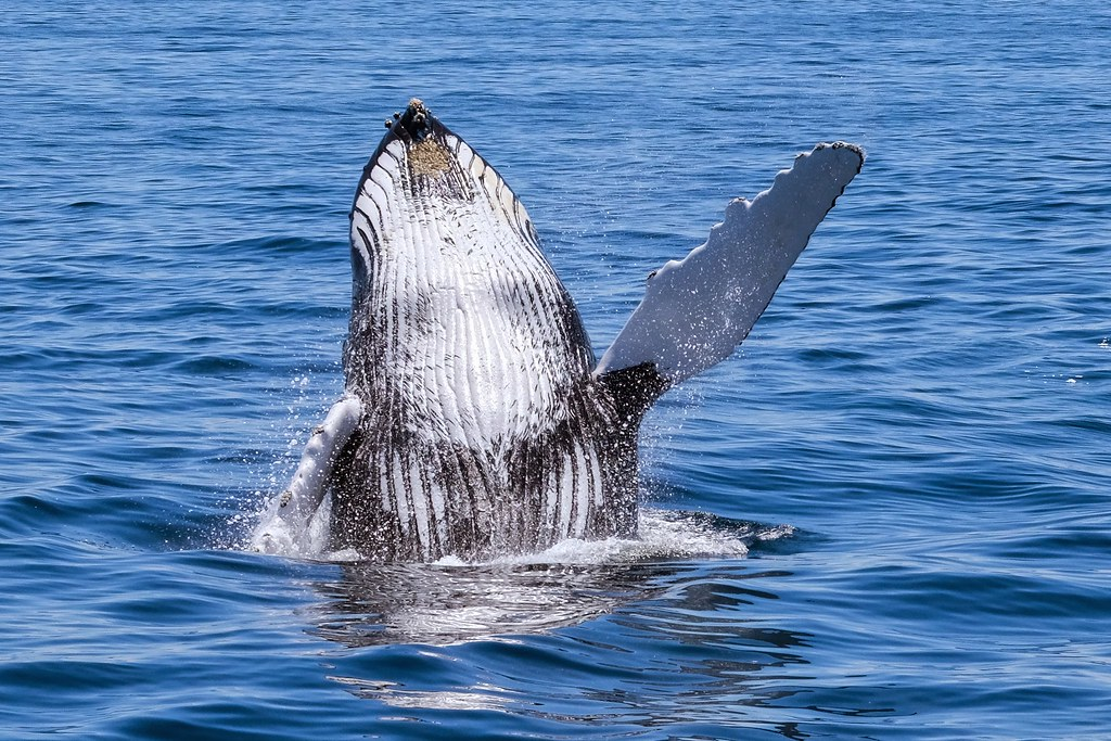 Humpback Whale vs Blue Whale