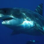 Tiburón peregrino vs gran tiburón blanco
