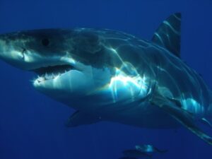 Tiburón peregrino contra gran tiburón blanco