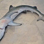 Πώς πεθαίνουν οι καρχαρίες