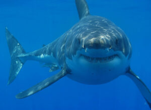 Голяма бяла акула срещу син кит