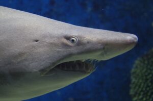 Могат ли акулите да чуят