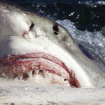 Колко време могат да издържат акулите без да ядат