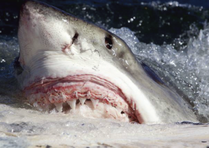 Quanto tempo os tubarões podem ficar sem comer