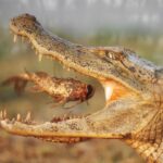 Quanto tempo possono andare i coccodrilli senza mangiare