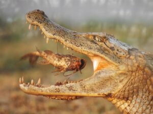 Колко дълго крокодилите могат да издържат без да ядат