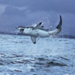 Grote witte haai versus walvishaai