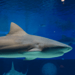 Акула бик срещу голяма бяла акула
