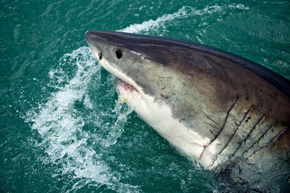 Умни ли са акулите