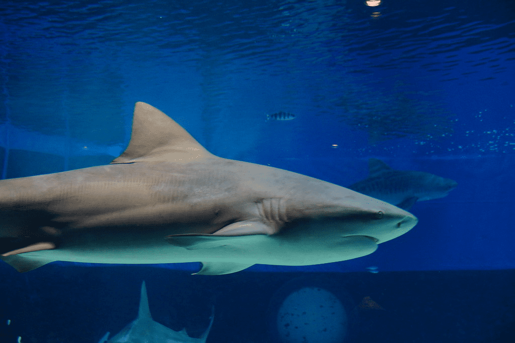 Tiburón toro contra gran tiburón blanco