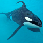 Weißer Hai gegen Orca