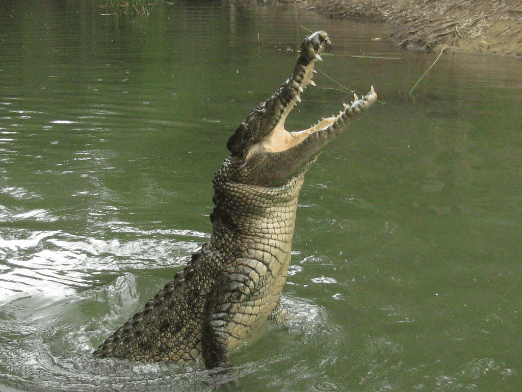 Bull Shark Vs Crocodile