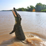 Crocodil Vs Marele Rechin Alb