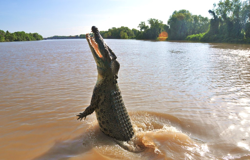 Crocodile Vs Great White Shark