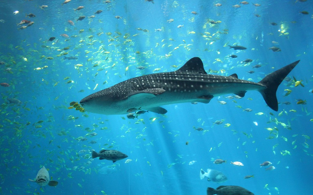 Are Whale Sharks Sharks