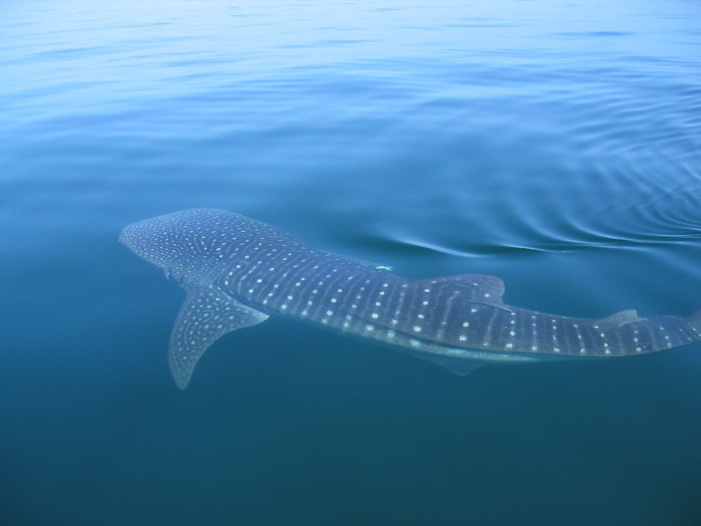 How Do Whales Drink Water And Milk